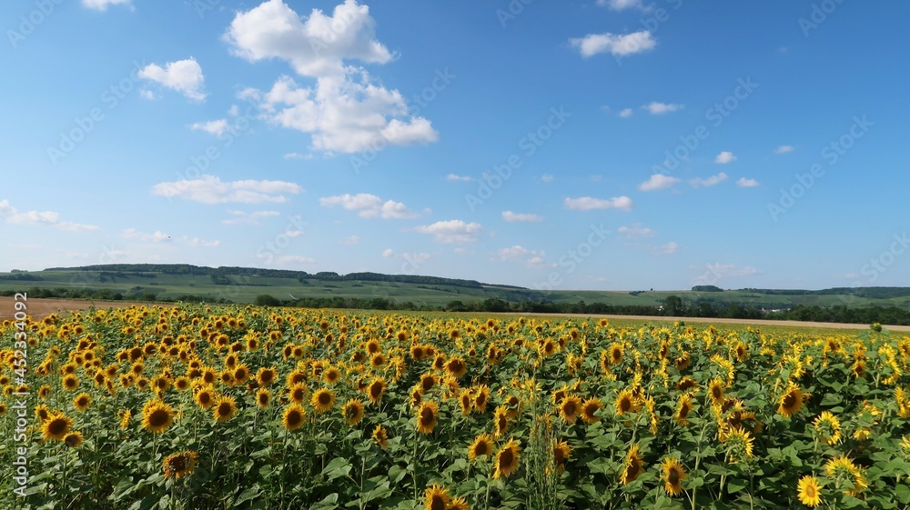 Agriculture en Champagne Ardenne, paysage de campagne avec un champ de fleurs de tournesols sous un ciel bleu en été, dans la Marne (France)