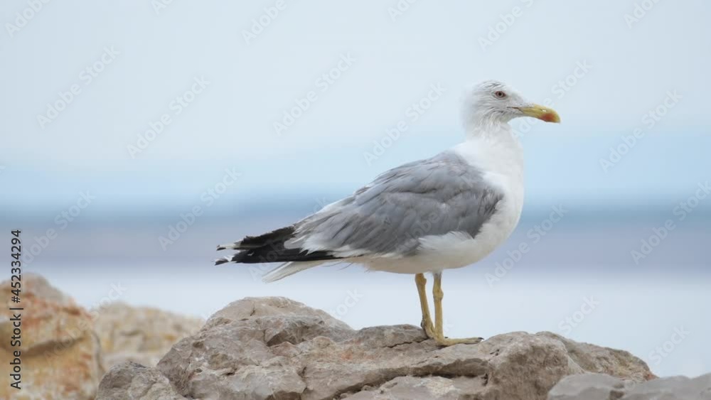 Seagull bird standing on the seashore rock Seagull bird standing on the seashore rock