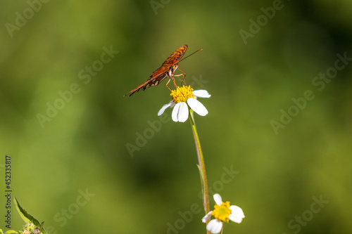 Fotografie Primer plano de dama pintada mariposas en bidens alba