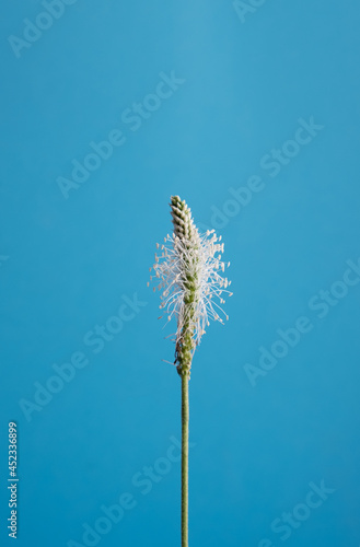 flower Plantago psyllium on a blue background close-up. Plantain is a perennial medicinal plant photo