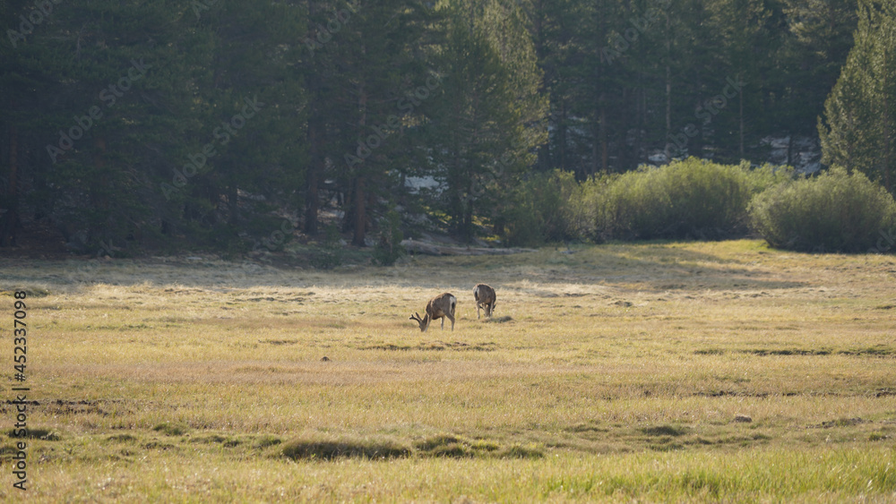 Wild deer on grass near crabtree meadows campsite on the Pacific Crest Trail. Wild deer on grass near crabtree meadows campsite on the Pacific Crest Trail.