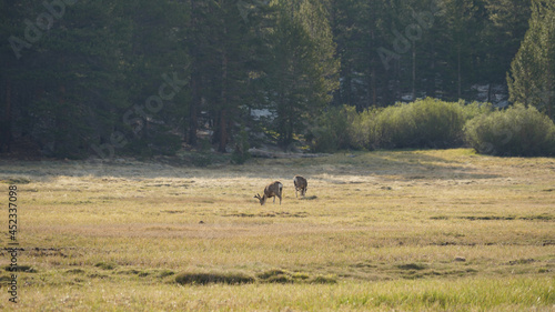 Wild deer on grass near crabtree meadows campsite on the Pacific Crest Trail.