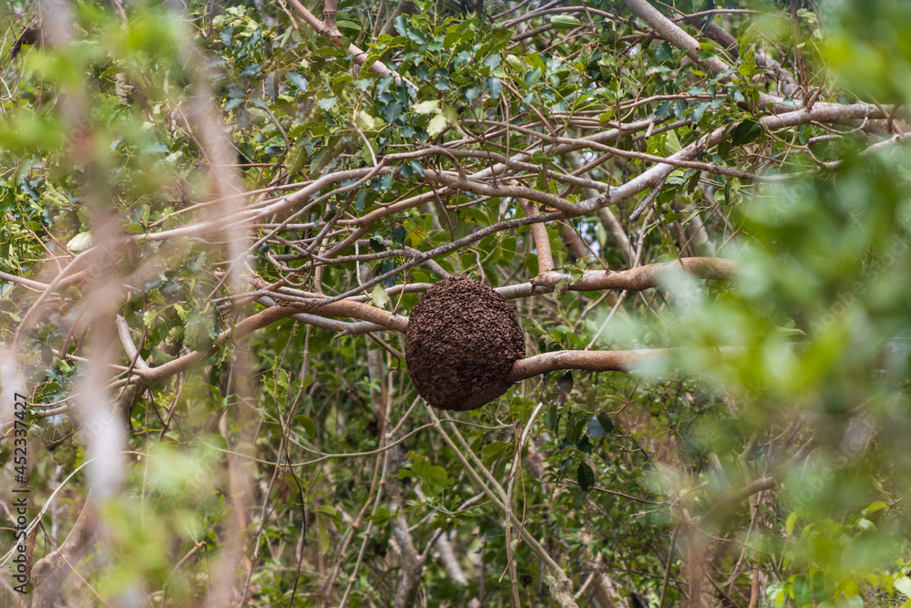 Enjambre de colmenas de abejas silvestres colgando de la rama de un árbol Enjambre de colmenas de abejas silvestres colgando de la rama de un árbol