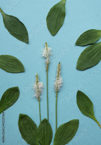flower and leaves Plantago psyllium on a blue background close-up. Plantain is a perennial medicinal plant photo