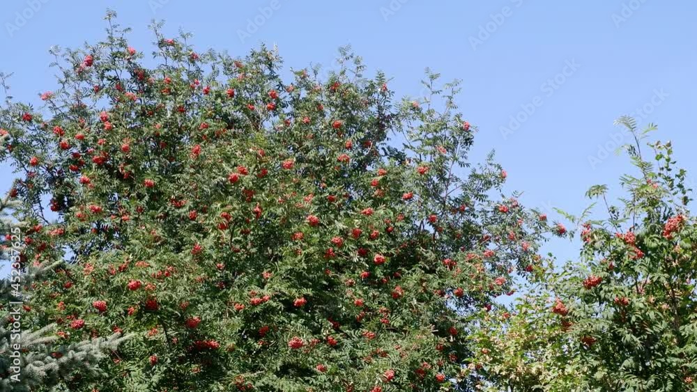 The movement of tree branches in the wind. Background blue sky. The movement of tree branches in the wind. Background blue sky.
