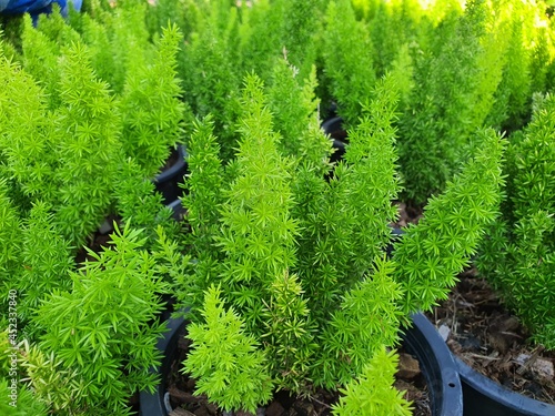  Asparagus densiflorus is a short-stemmed ground cover. Branches, finely branched leaves, pointed ends. The branches are popular to decorate with beautiful flowers.