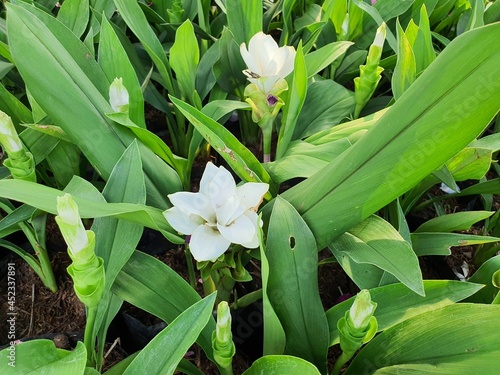 siam tulip flower or Curcuma Alismatifolia Gagnap has rhizome roots  pink and white flowers  edible. tulip-like flowers You can bring flowers to decorate your home.