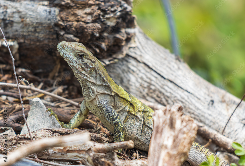 Enfoque selectivo de una iguana joven salvaje en las rocas contra un fondo borroso Enfoque selectivo de una iguana joven salvaje en las rocas contra un fondo borroso