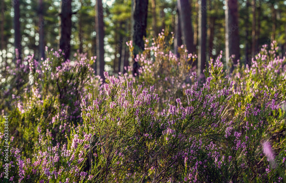 Flowering heather or ling (lat. Calluna vulgaris) in the pine forest at sunny summer day Flowering heather or ling (lat. Calluna vulgaris) in the pine forest at sunny summer day