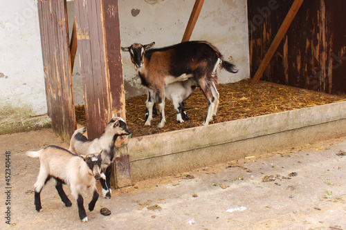 adults and small goats on the farm
