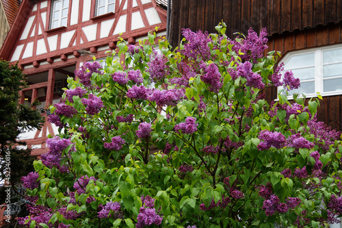 beautiful and lush lilac bush in full bloom in front of a quaint traditional German half-timbered house on a warm rainy spring day in the Ulm city  Germany 