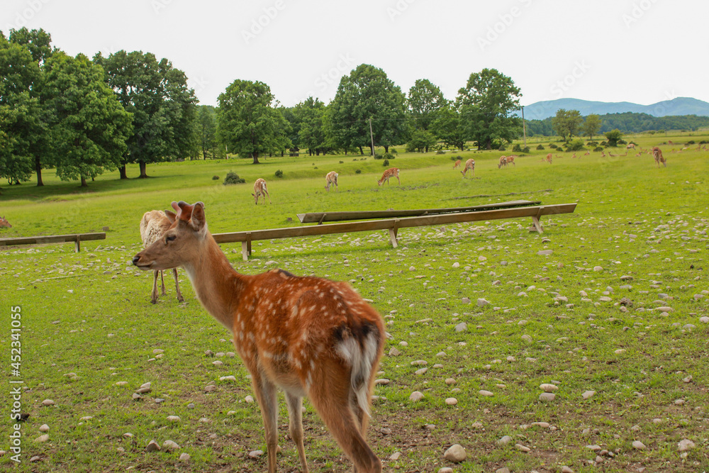 many sika red deer on the eco farm