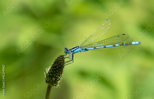 Tableau sur toile Damsel fly perched