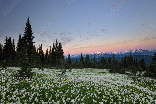 Sunset over the Olympic Mountains in Washington state with wildflowers in the meadows. 