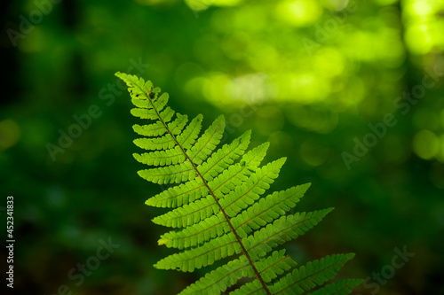 Green fern leaf in dark. Nature background.