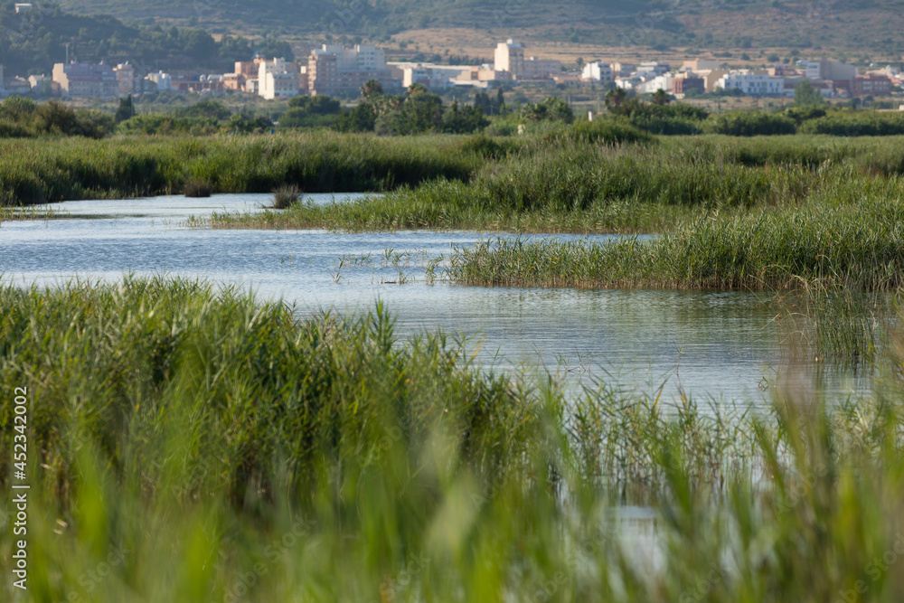 Landscape of reed beds and wetlands in the protected natural area of the Prat de Cabanes Natural Park, Torreblanca, Castellon, Spain