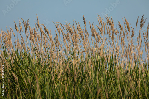 Golden reed beds, moved by the wind, in the wetlands of the Prat de Cabanes Natural Park, Torreblanca, Castellon, Spain