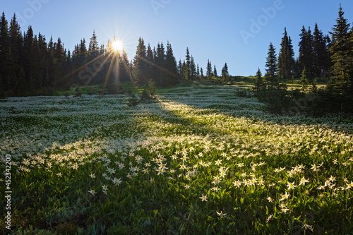 Avalanche Lilies fill the meadows of Hurricane Ridge, Olympic Mountains, in Washington State. 