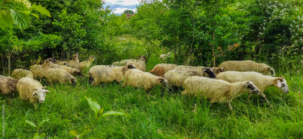 Fototapeta premium sheep in the field
