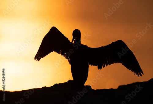 Socotra cormorant with stretched wings during sunrise, Bahrain