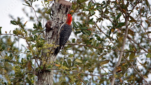 Red-bellied woodpecker (Melanerpes carolinus) in an oak tree in a backyard in Panama City, Florida, USA