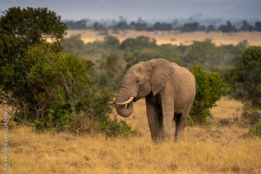Fototapeta premium Clsoe up of African Bush Elephants walking on the road in wildlife reserve. Maasai Mara, Kenya, Africa. (Loxodonta africana)