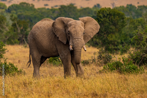 Clsoe up of African Bush Elephants walking on the road in wildlife reserve. Maasai Mara, Kenya, Africa. (Loxodonta africana) © vaclav