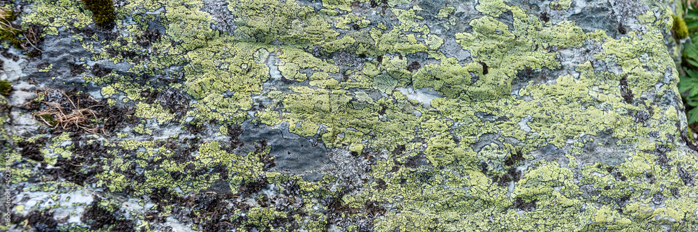 Green lichen on the rock. Natural panoramic background