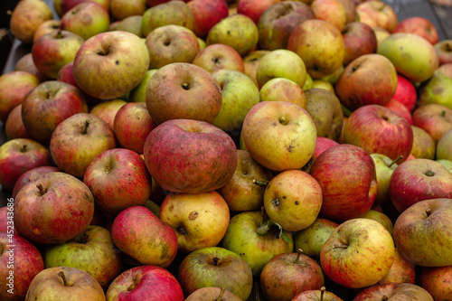 Ripe apple harvest
