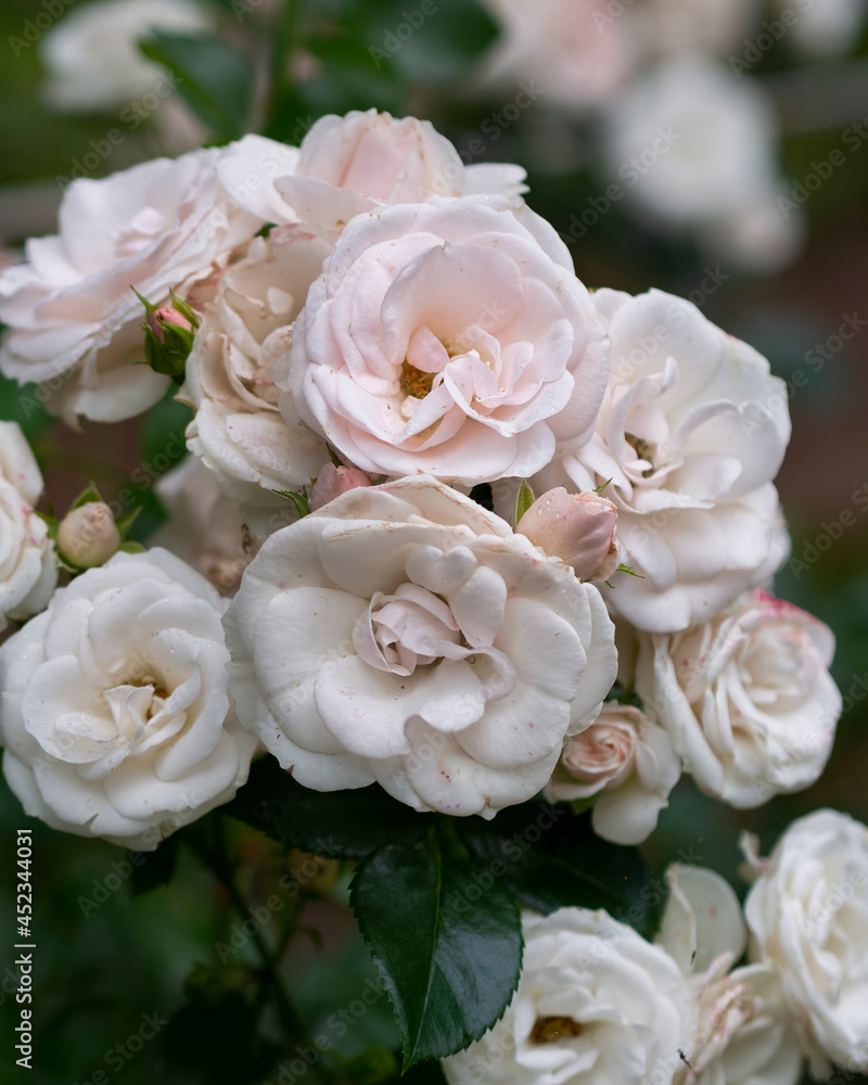 Beautiful wilted white roses in late summer Beautiful wilted white roses in late summer