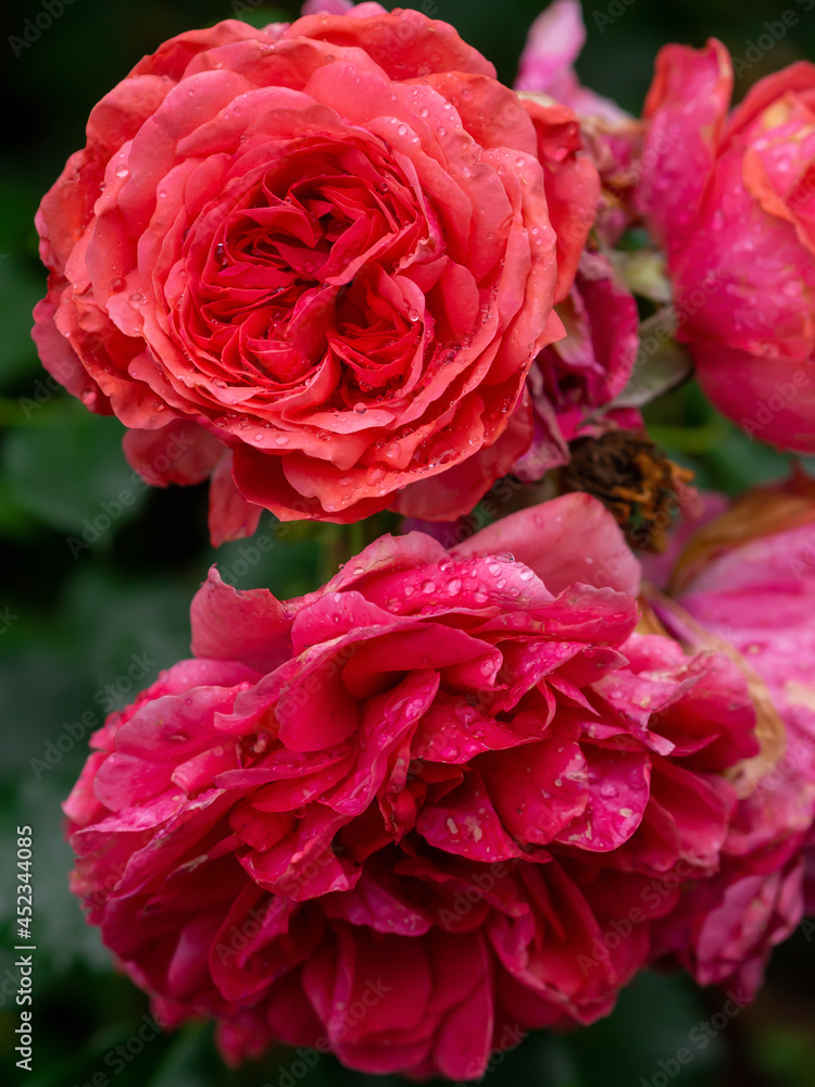 Beautiful blooming red rose on a bush in the garden Beautiful blooming red rose on a bush in the garden