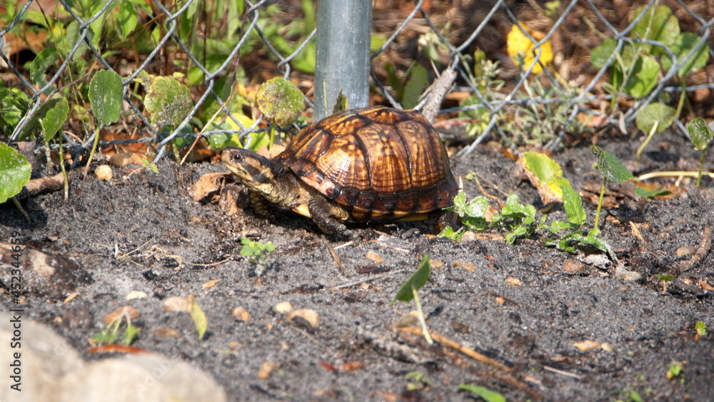 Box turtle in a backyard in Panama City, Florida, USA Box turtle in a backyard in Panama City, Florida, USA