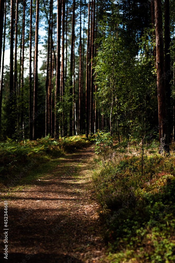 Fototapeta premium path in the forest