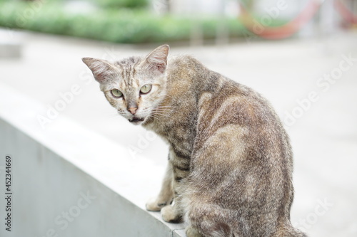 Fototapeta Naklejka Na Ścianę i Meble -  Portrait of a gray striped cat staring intently.