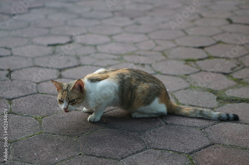 Black, white and orange cats are crouching on the paving and sticking out their tongues.