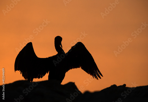 Fototapeta Naklejka Na Ścianę i Meble -  Silhouette of Socotra cormorant during sunrise, Bahrain