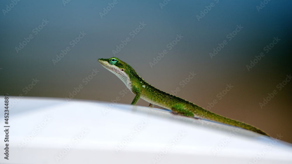 Fototapeta premium Green anole on a fence in a backyard in Panama City, Florida, USA
