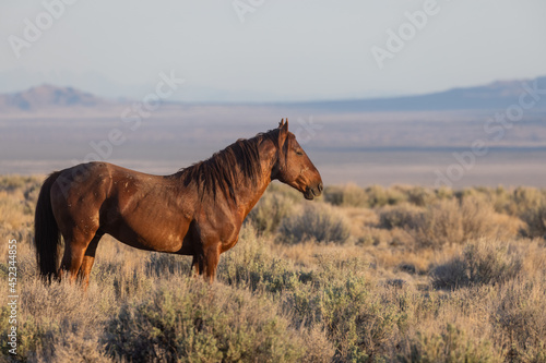 Wild Horse in the Utah Desert in Spring