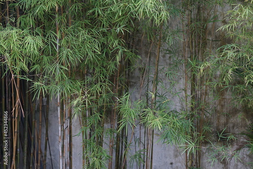 Green bamboo plants in the yard of the house with a white wall that is already mossy.