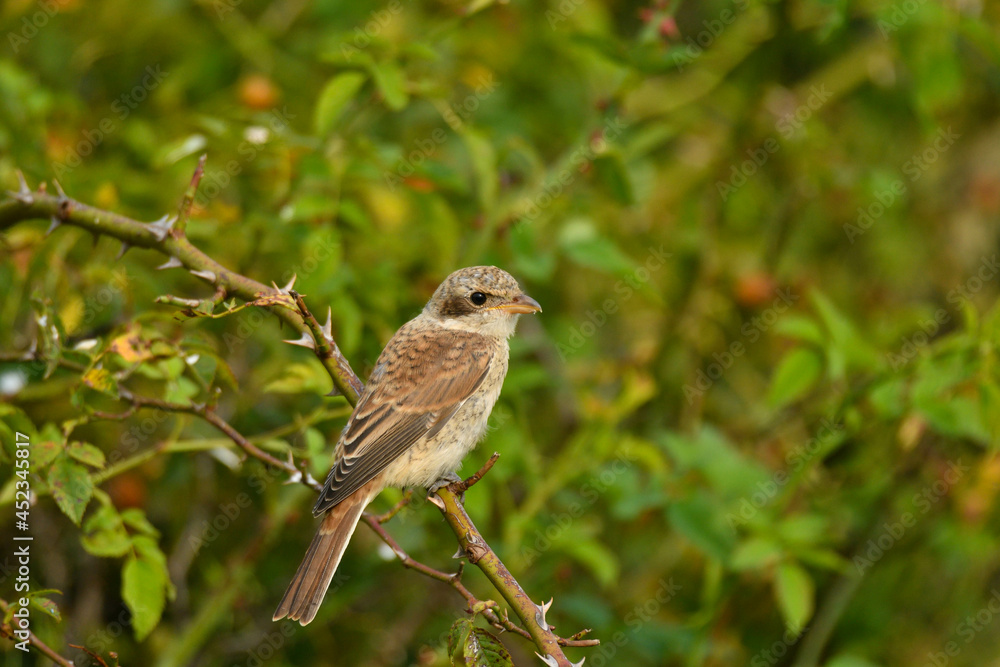 Juveniler Neuntöter Juveniler Neuntöter