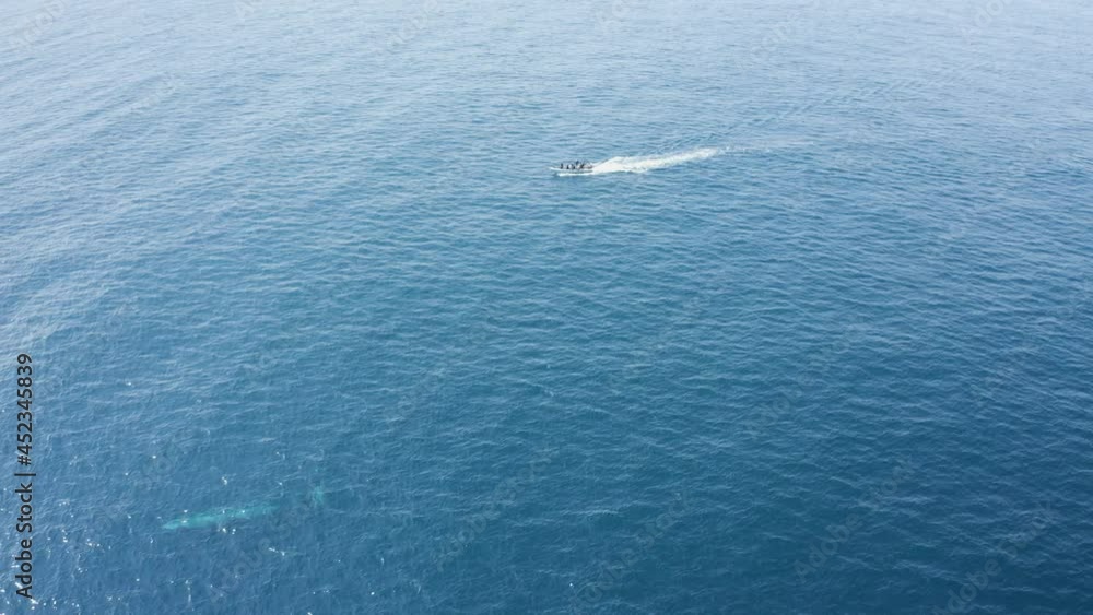 Aerial view of a motor boat navigating in open water along with a group of sperm whales, Terceira Island on Azores archipelagos, Portugal. Aerial view of a motor boat navigating in open water along with a group of sperm whales, Terceira Island on Azores archipelagos, Portugal.