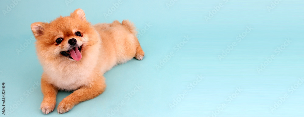 Fototapeta pomeranian dog on blue background