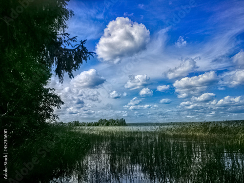 Forest in sunny weather on the shore of the reservoir