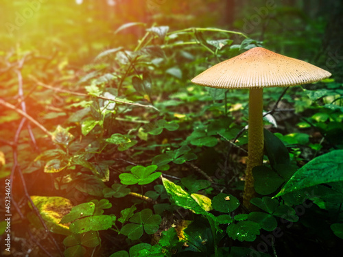 A small forest mushroom in the grass against the background of the forest