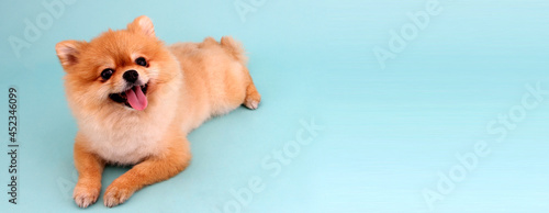pomeranian dog on blue background