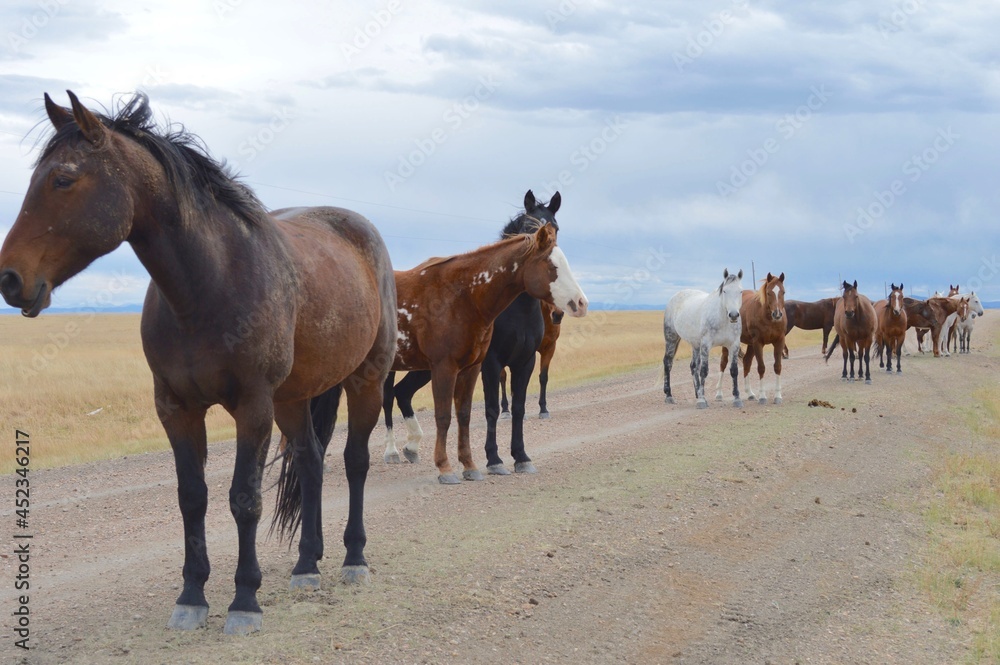 Horses on a Wyoming ranch Horses on a Wyoming ranch
