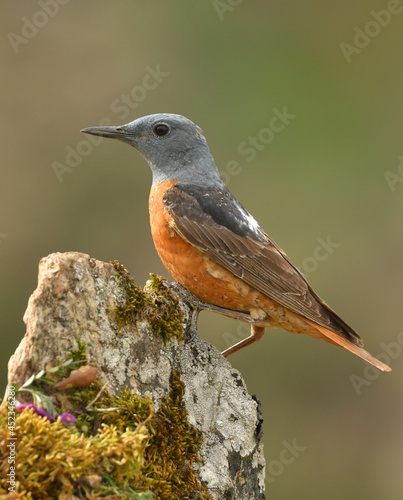 Roquero rojo en la sierra abulense. Avila.España
