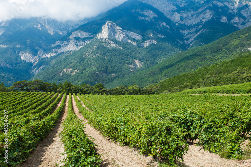 Vines bushes on field plantation, grapes grow in mountainous area against background of rocks