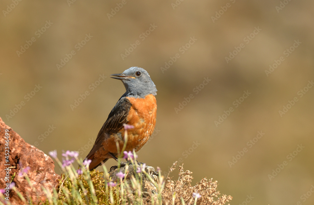 Roquero rojo en la sierra abulense. Avila.España