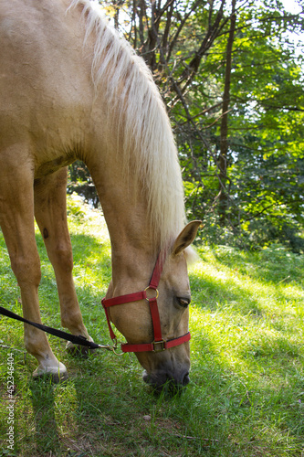 Horse in nature - cavallo - montagna